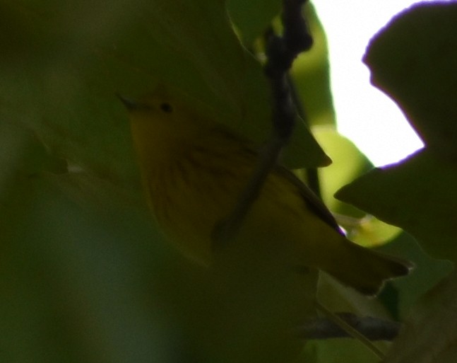 Yellow Warbler - Tser Supalla