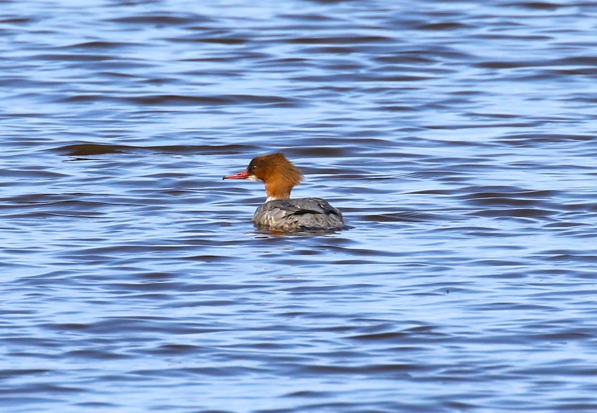 Крех великий (підвид merganser/orientalis) - ML619662873