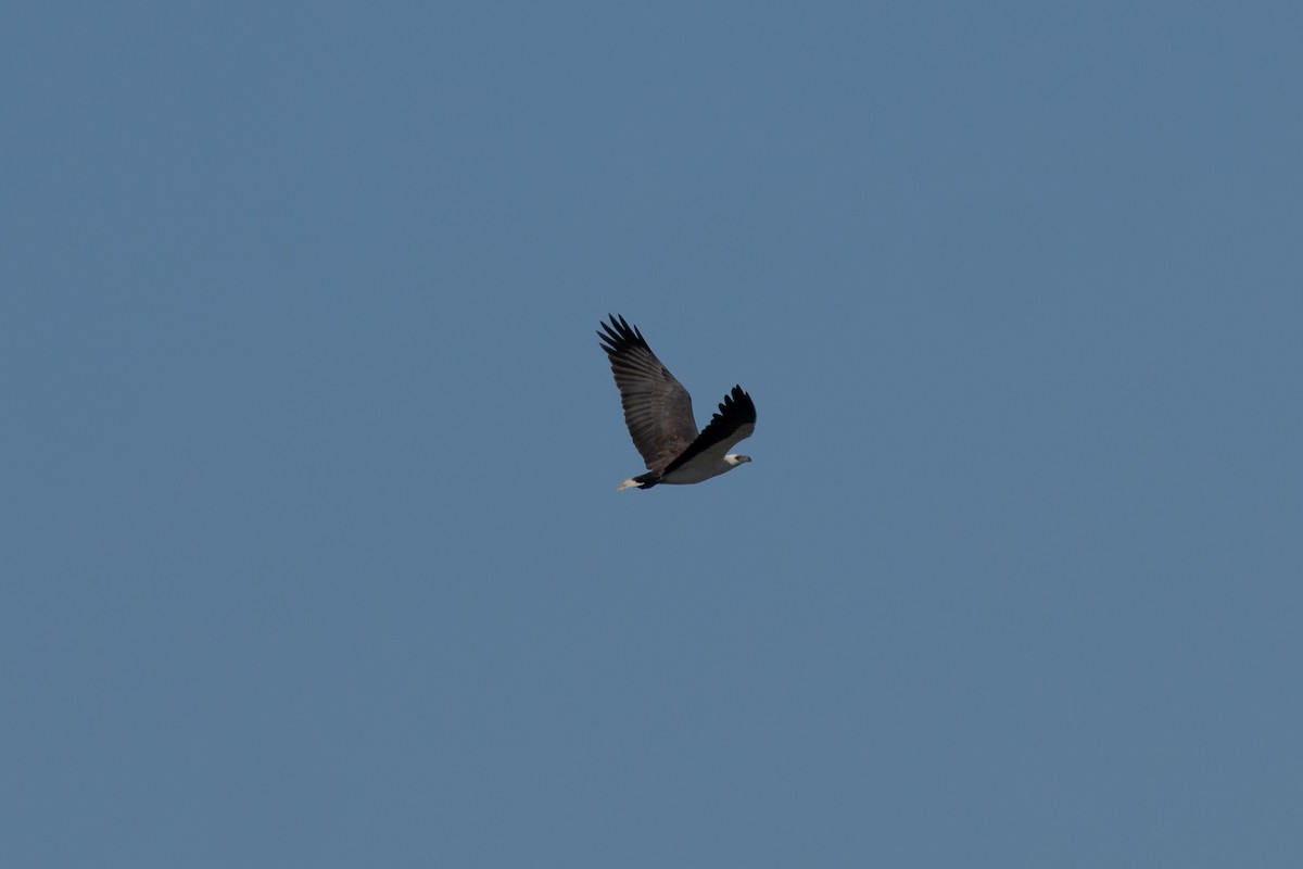 White-bellied Sea-Eagle - Nathan Bartlett