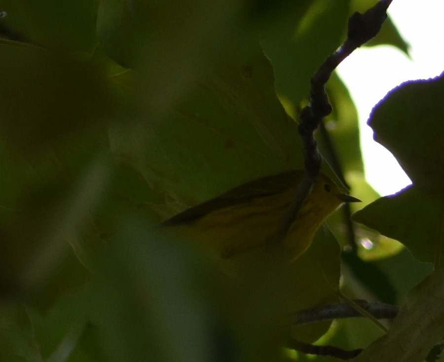 Yellow Warbler - Tser Supalla