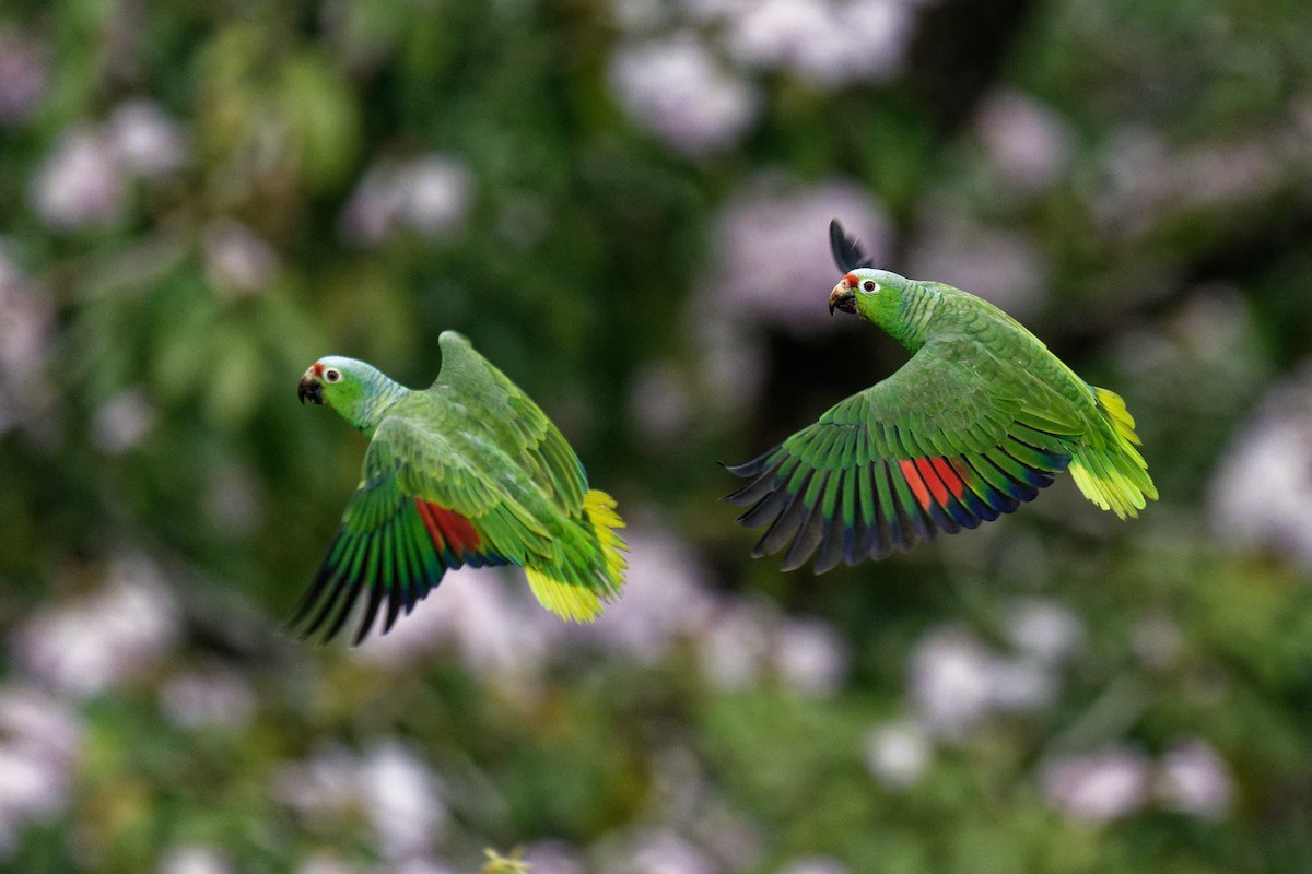 Red-lored Parrot - Birding Guides