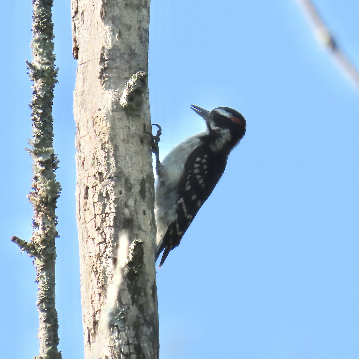 Hairy Woodpecker - Tom & Anna Leith