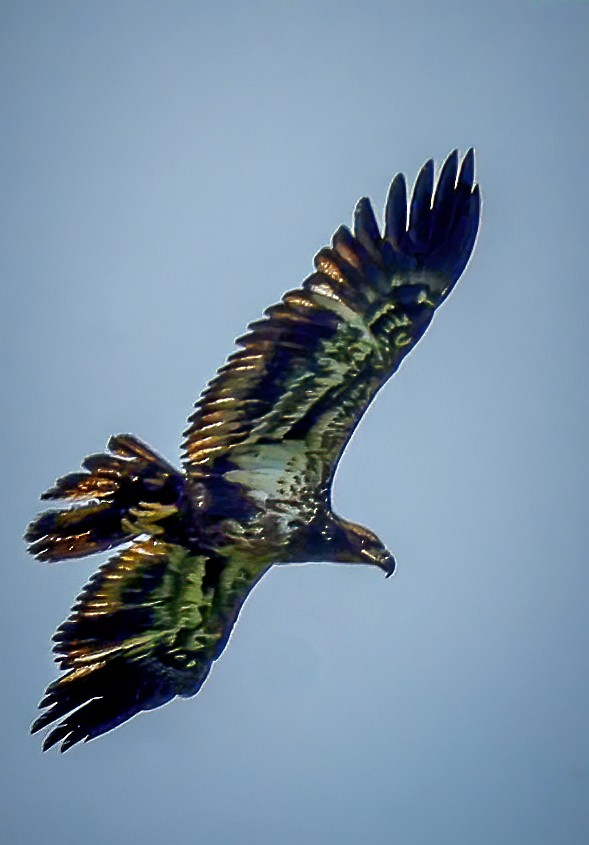 Bald Eagle - Gary Ladner