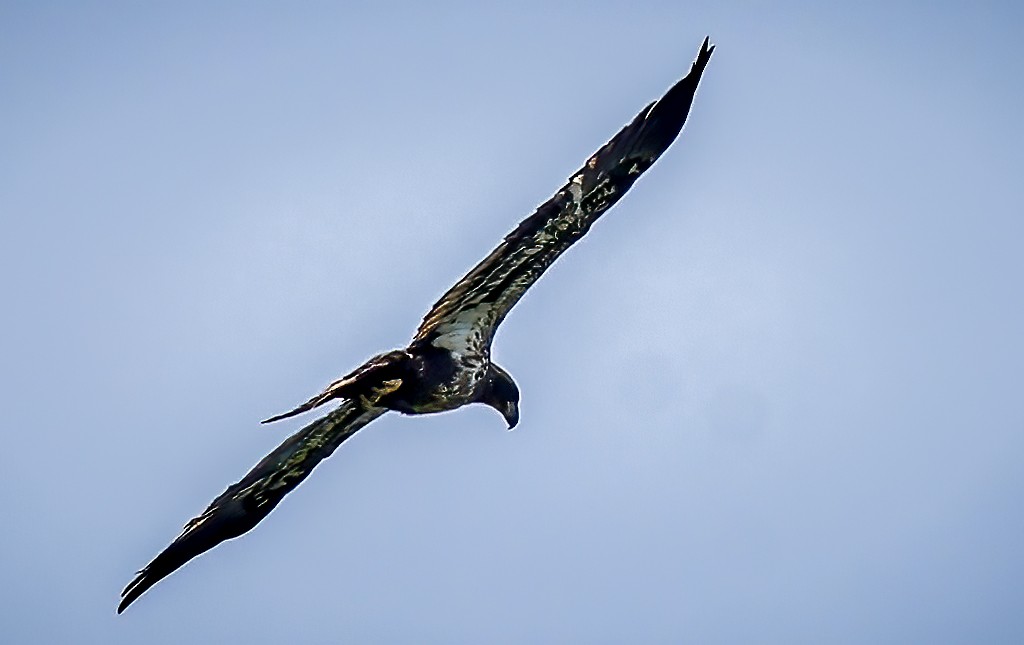 Bald Eagle - Gary Ladner