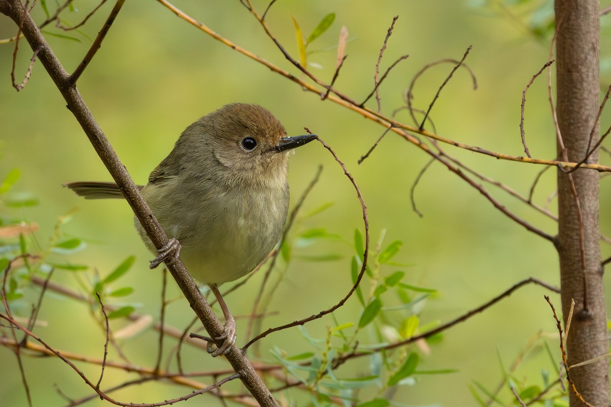 Large-billed Scrubwren - Ian Mo