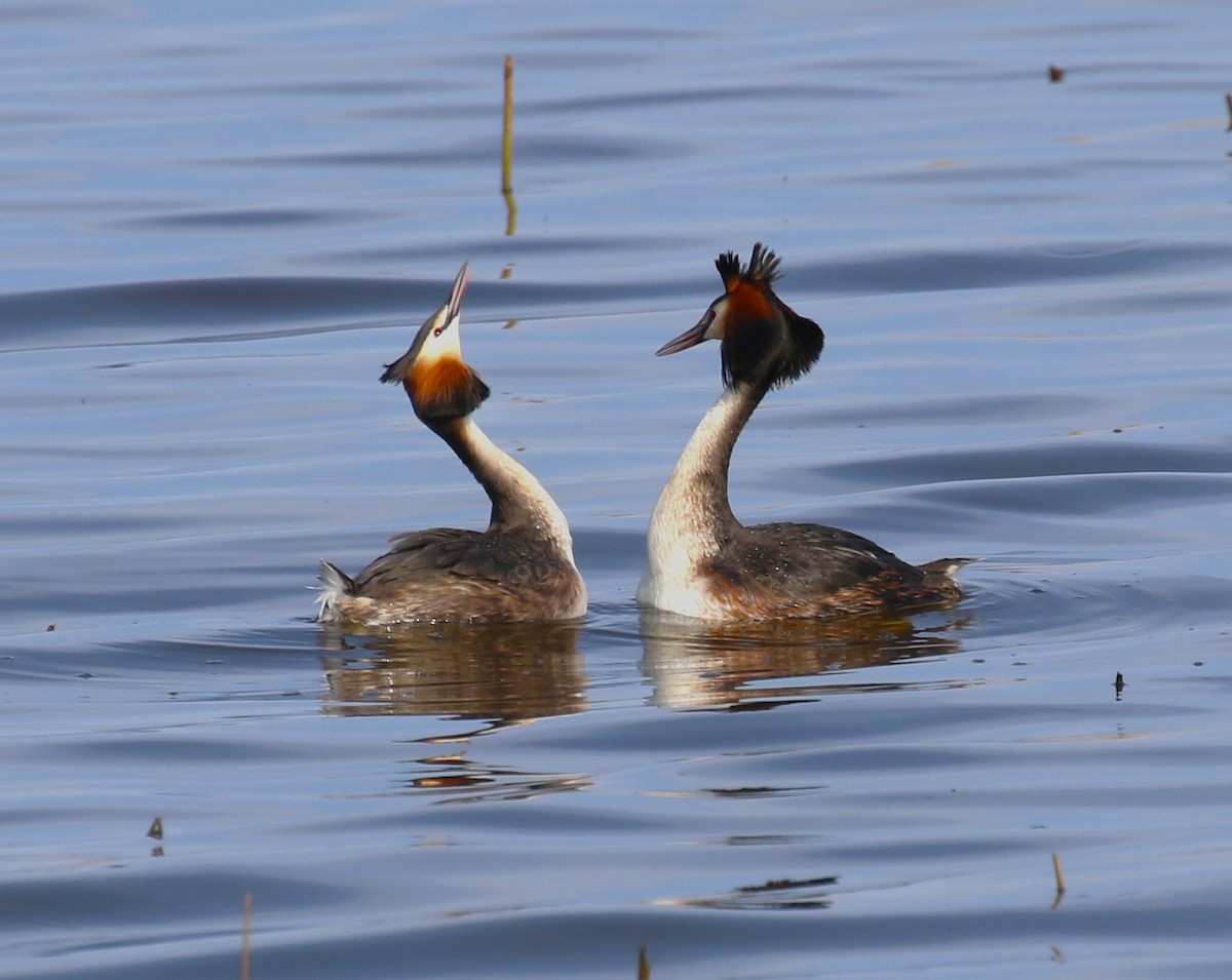 Great Crested Grebe - sean clancy