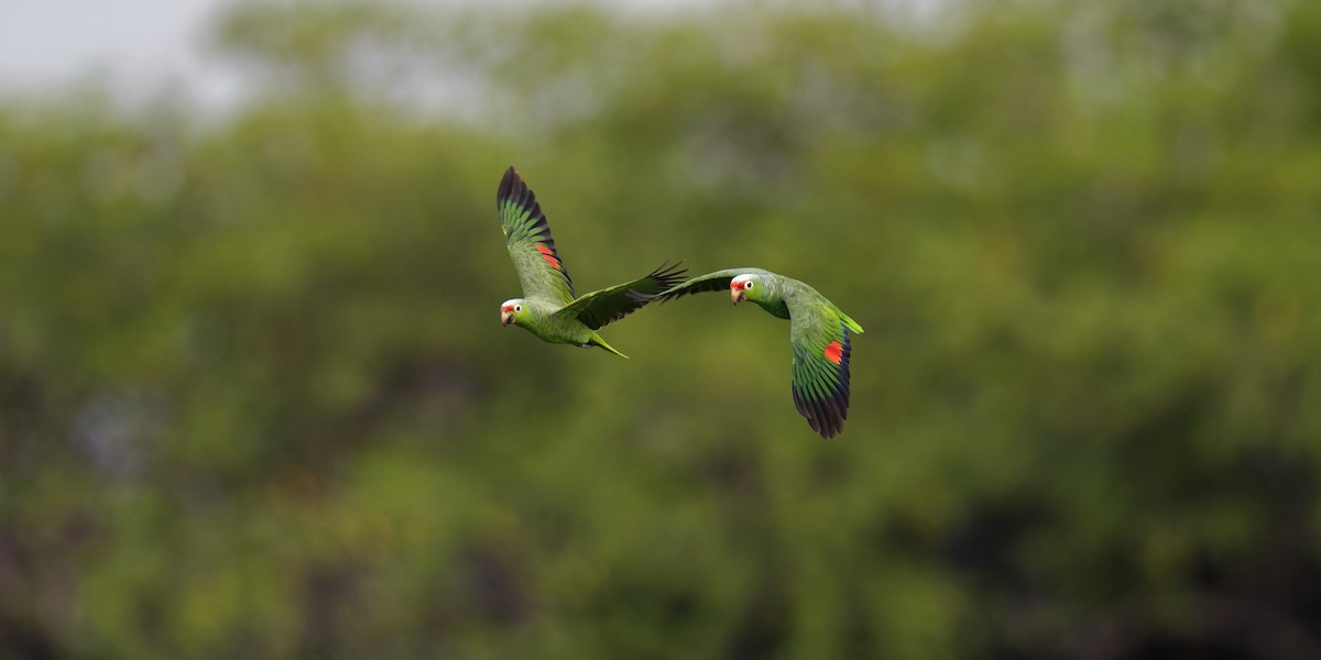 Red-lored Parrot - Tranquilo Bay Eco-Adventure