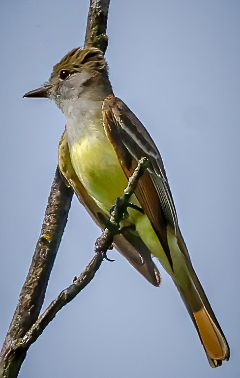 Great Crested Flycatcher - Gary Ladner