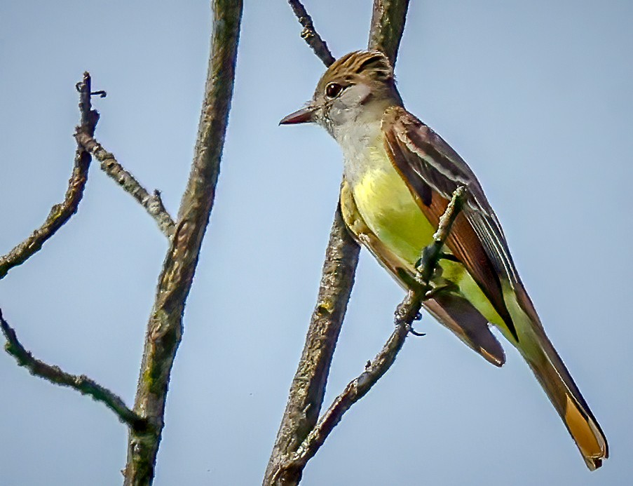 Great Crested Flycatcher - Gary Ladner