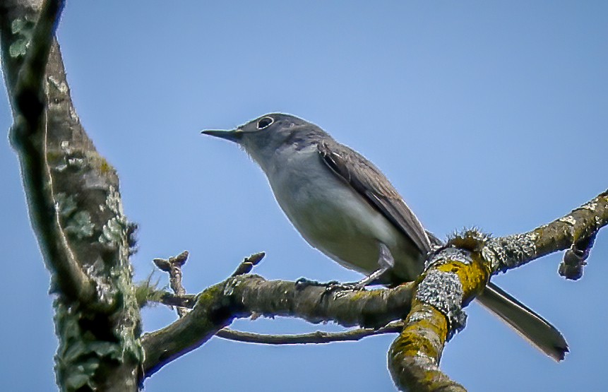 Blue-gray Gnatcatcher - Gary Ladner