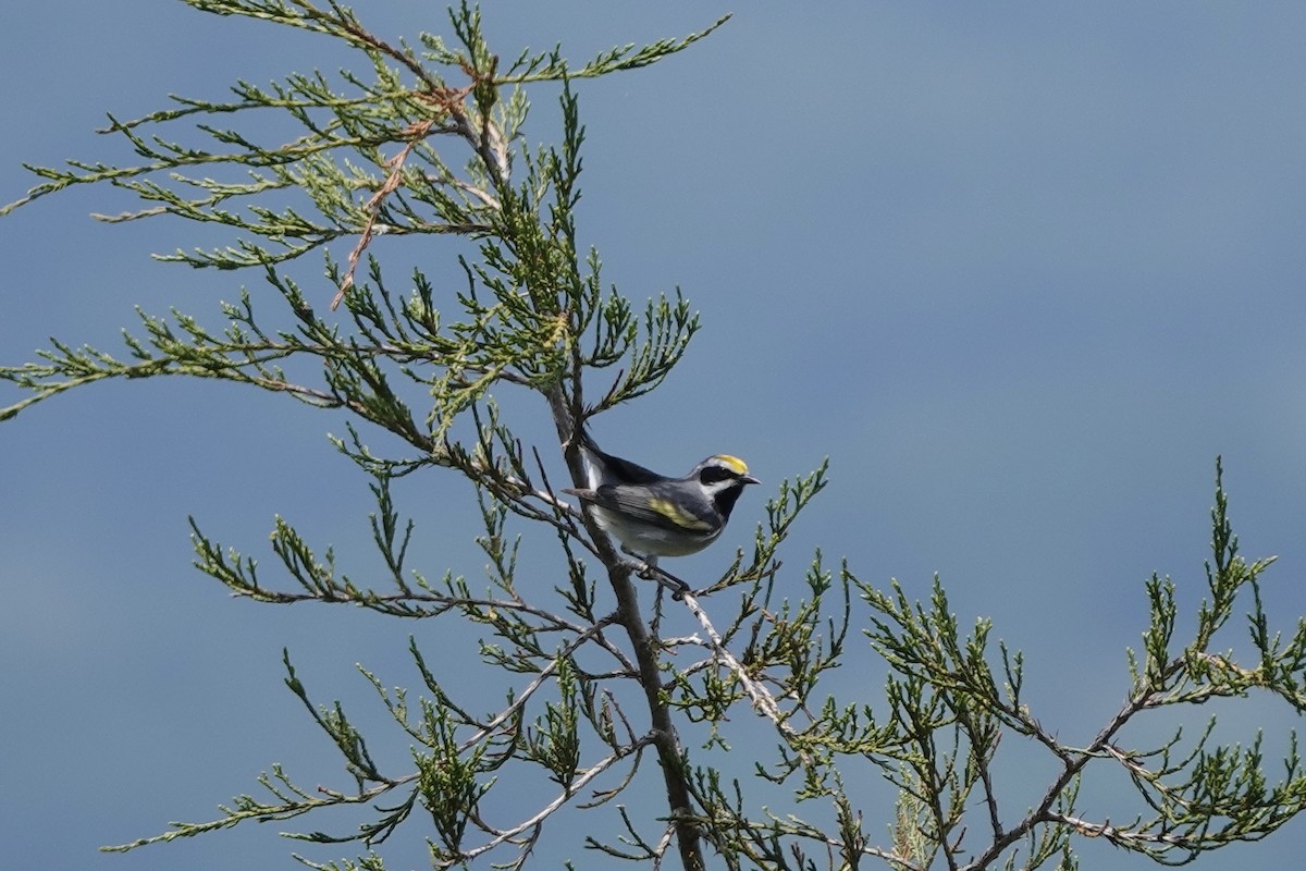 Golden-winged Warbler - June McDaniels