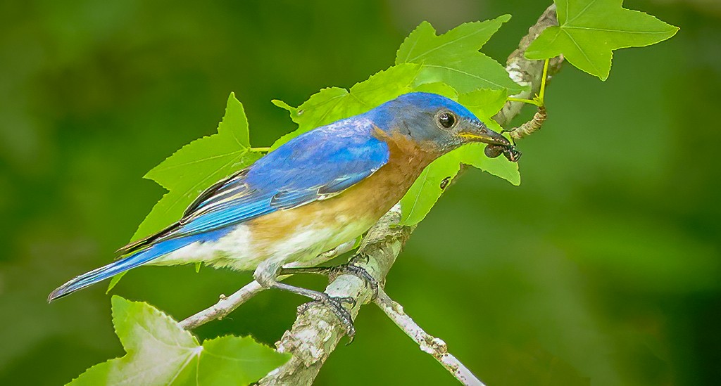 Eastern Bluebird - Gary Ladner