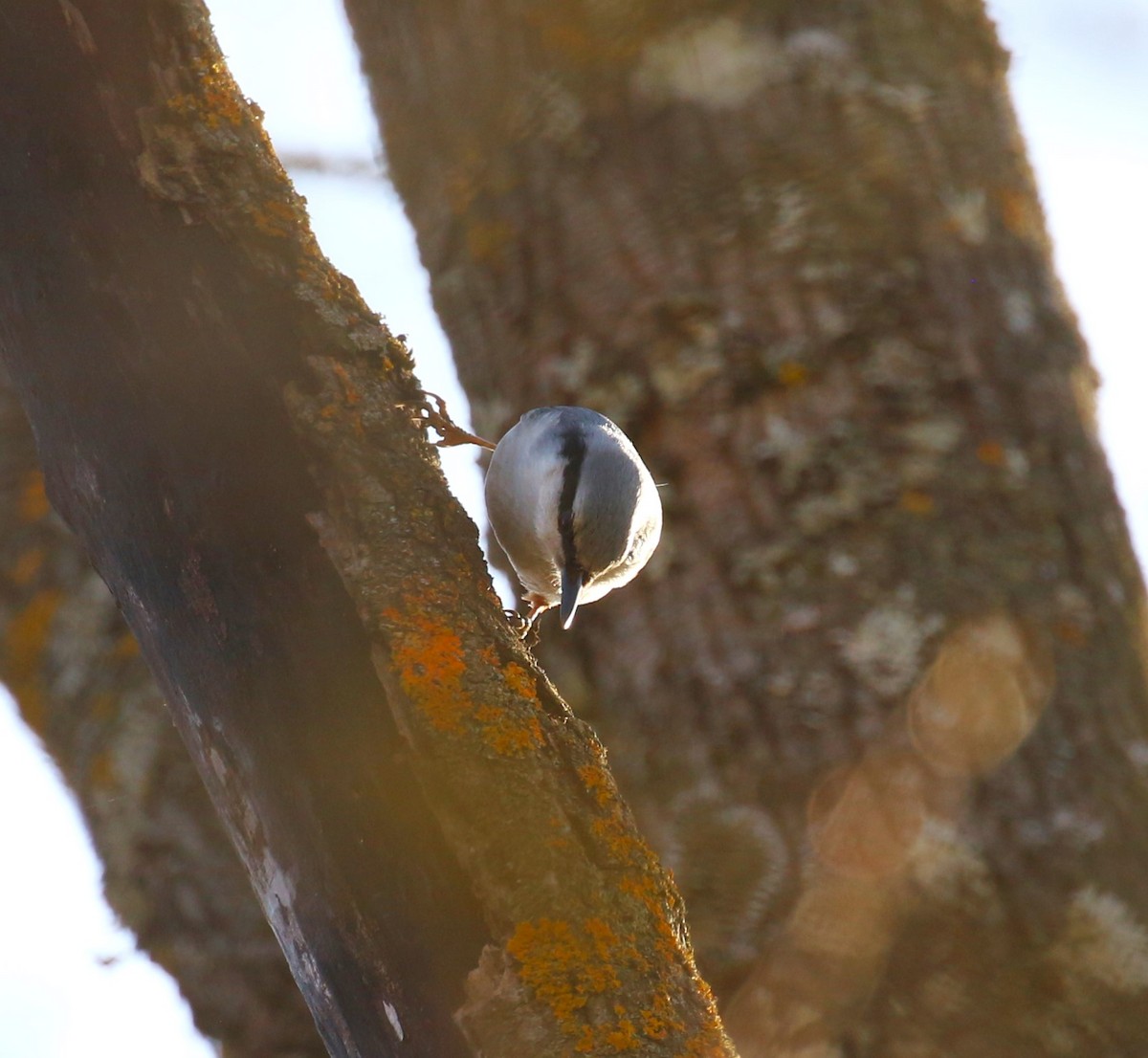 Eurasian Nuthatch (Western) - sean clancy