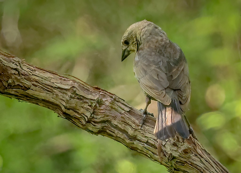 Brown-headed Cowbird - Gary Ladner