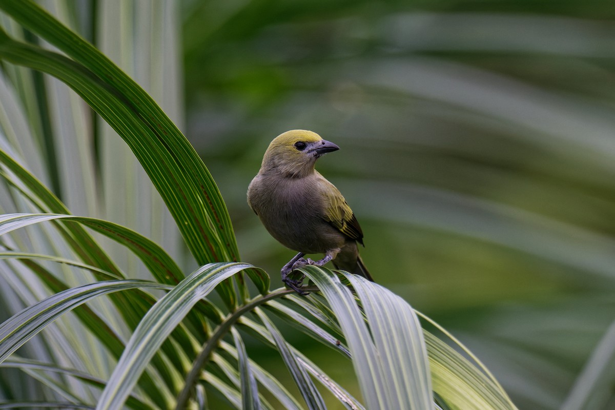 Palm Tanager - Tranquilo Bay Eco-Adventure