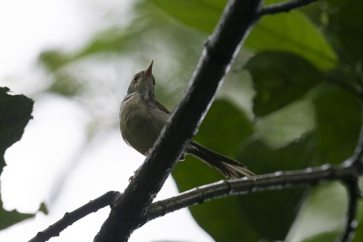 Common Tailorbird - Mike Hooper