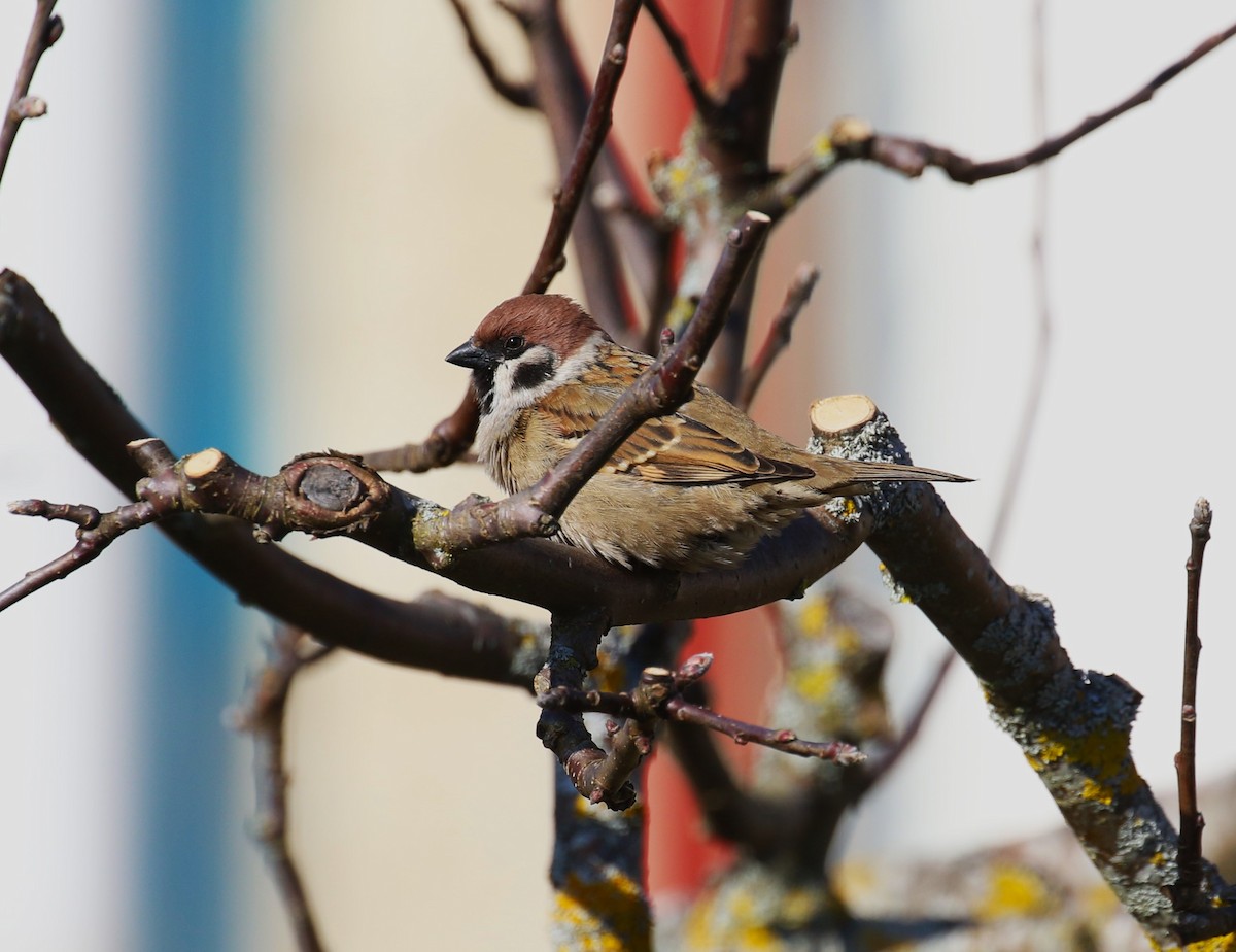 Eurasian Tree Sparrow - sean clancy