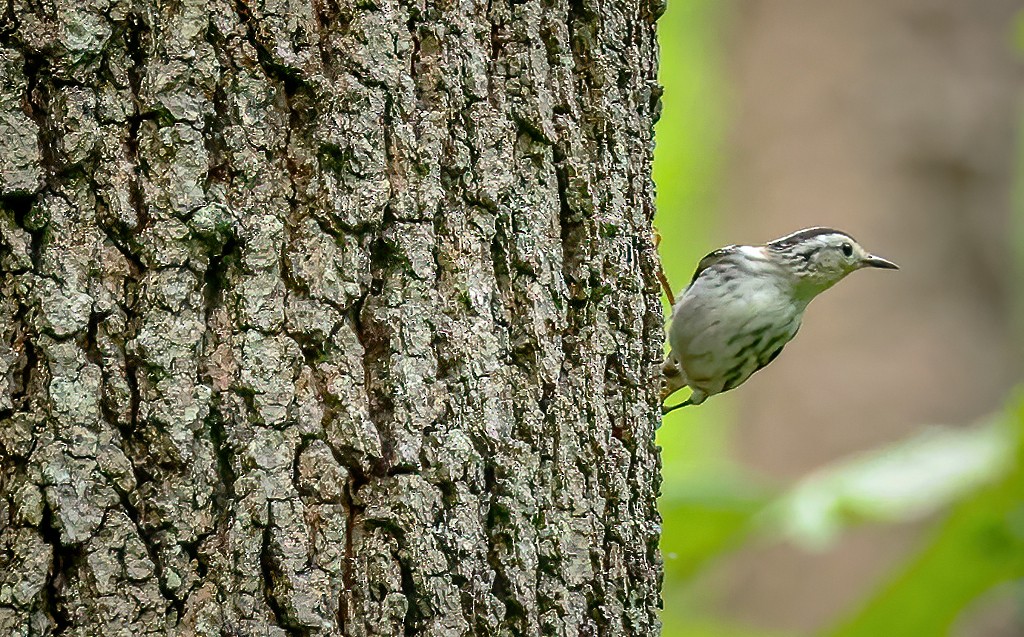 Black-and-white Warbler - Gary Ladner