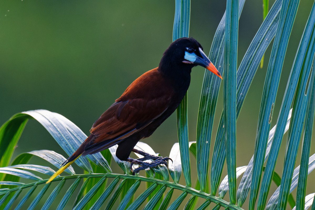 Montezuma Oropendola - Tranquilo Bay Eco-Adventure