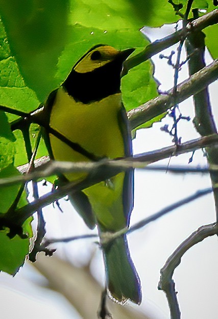 Hooded Warbler - Gary Ladner