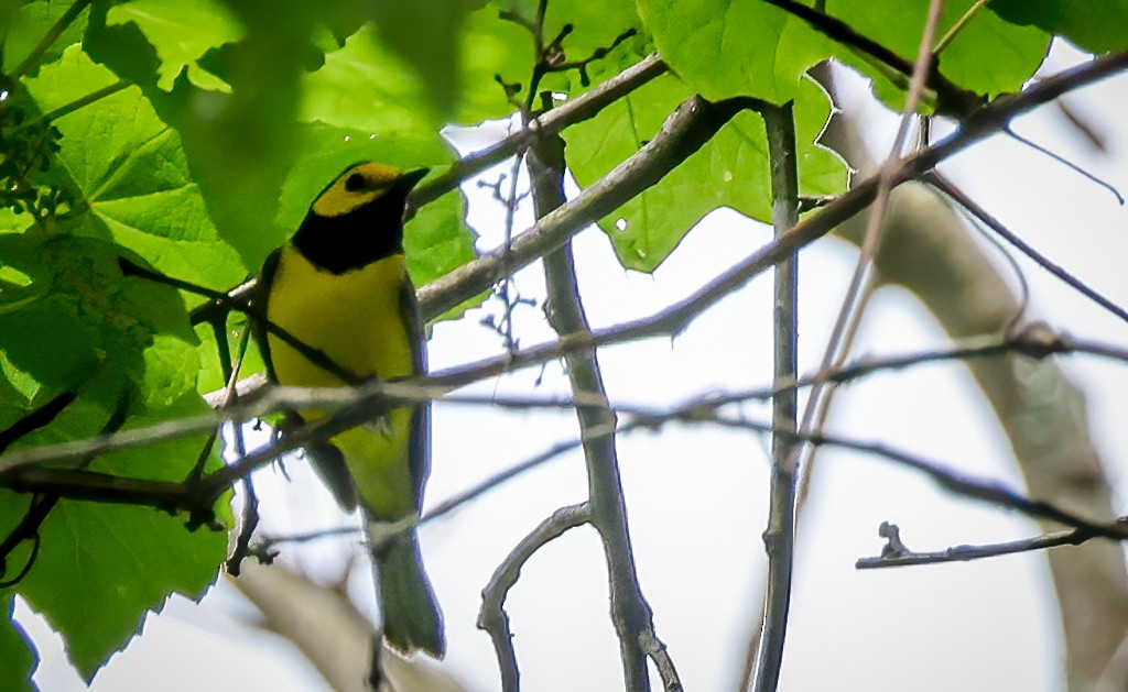 Hooded Warbler - Gary Ladner