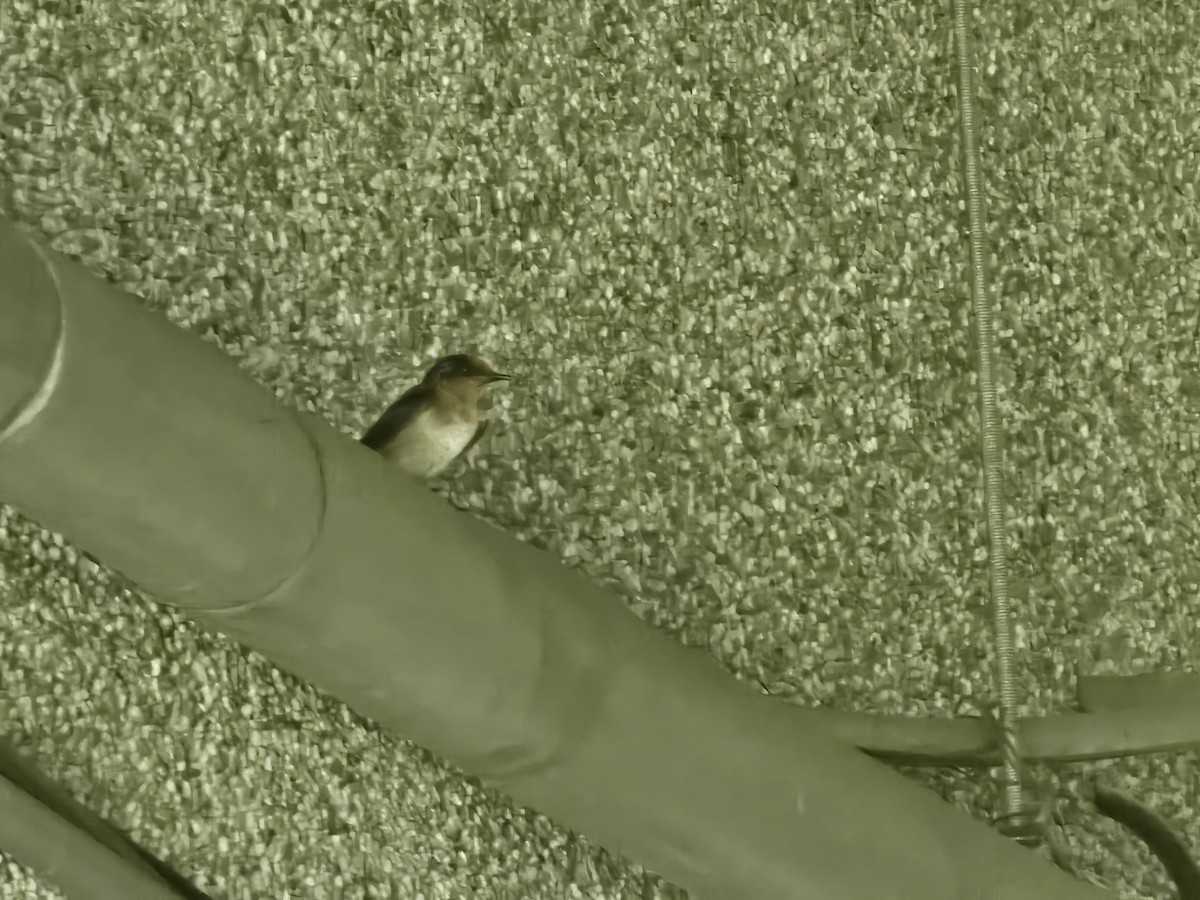 Pacific Swallow - jason wu