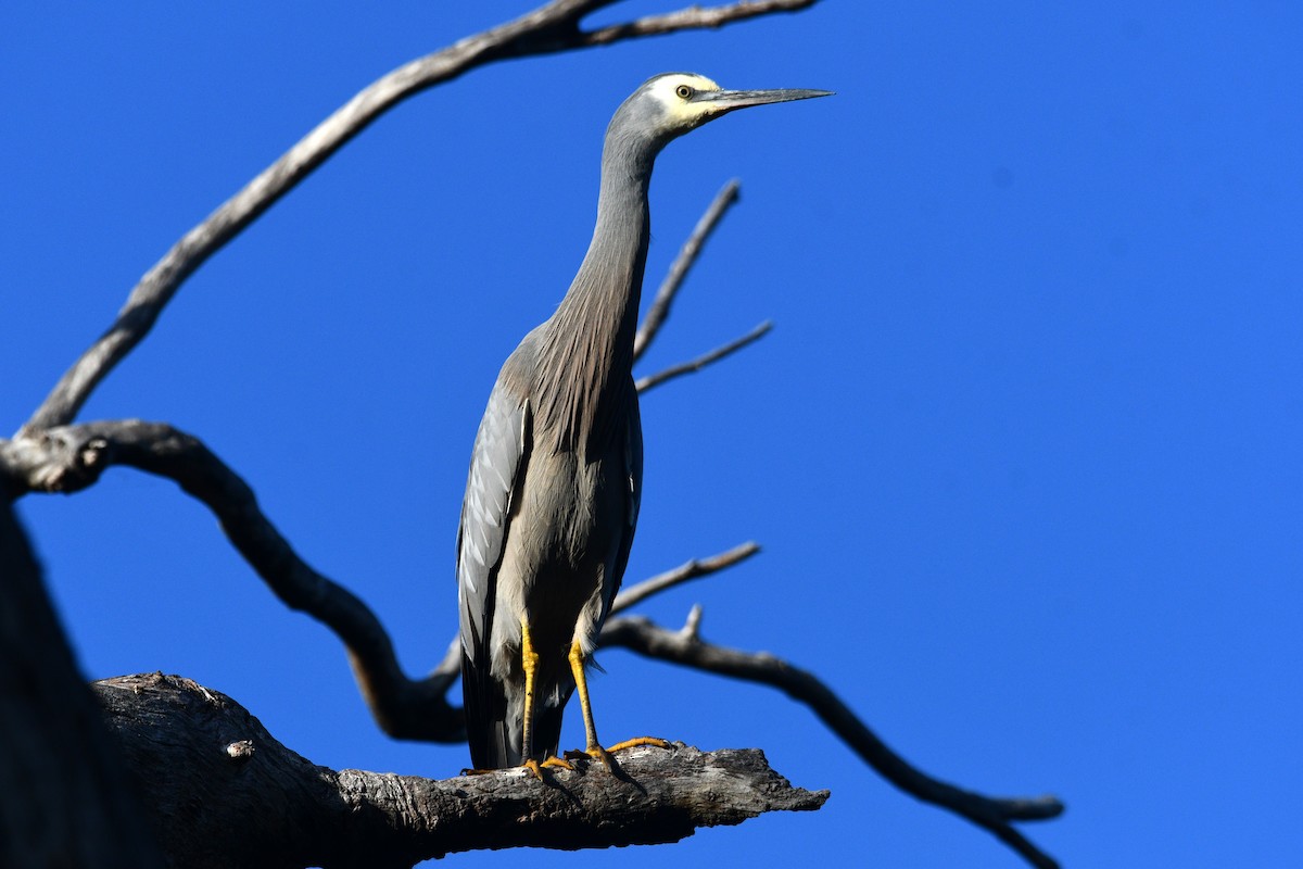 White-faced Heron - Peter & Shelly Watts