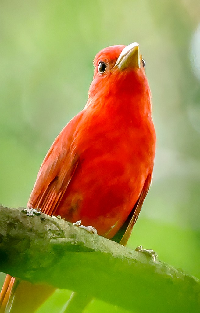 Summer Tanager - Gary Ladner