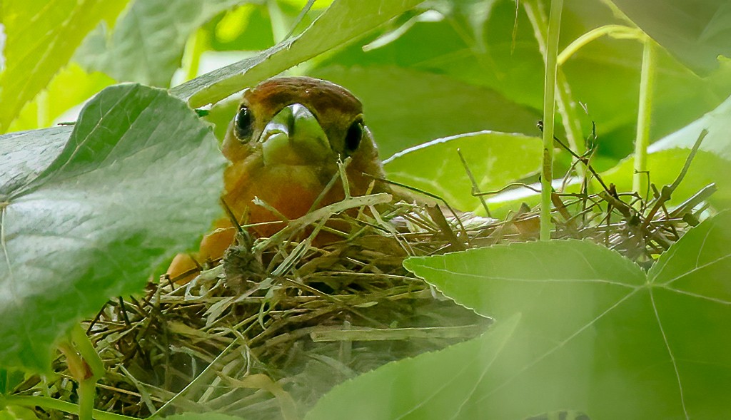 Summer Tanager - Gary Ladner