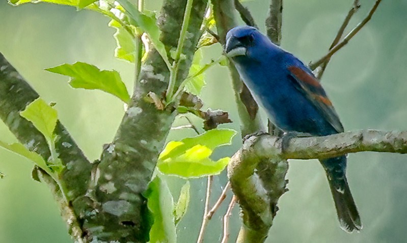 Blue Grosbeak - Gary Ladner