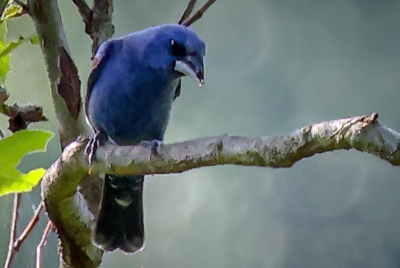 Blue Grosbeak - Gary Ladner