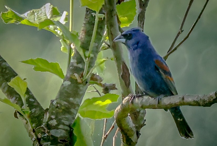 Blue Grosbeak - Gary Ladner