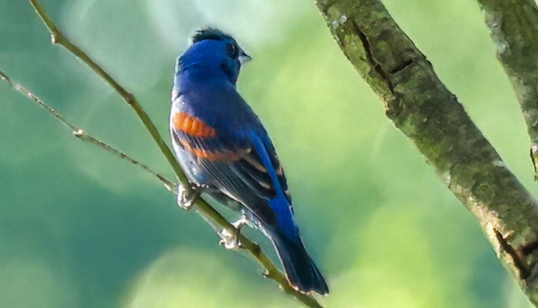 Blue Grosbeak - Gary Ladner