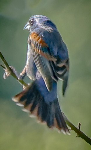 Blue Grosbeak - Gary Ladner