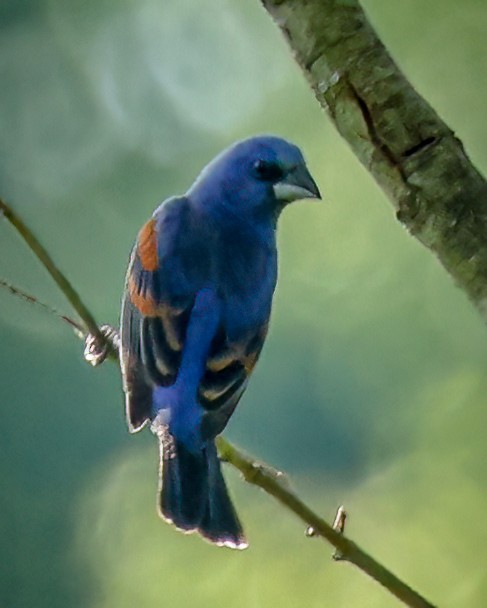 Blue Grosbeak - Gary Ladner