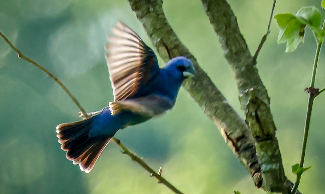 Blue Grosbeak - Gary Ladner