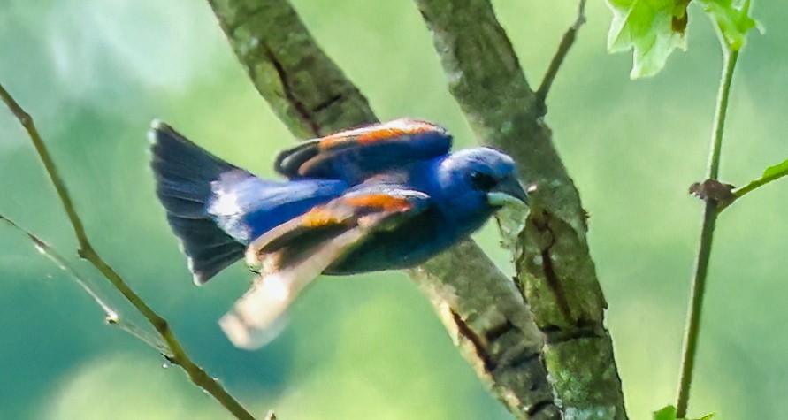 Blue Grosbeak - Gary Ladner