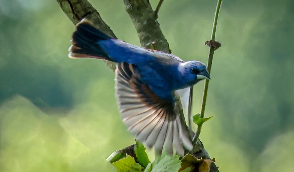 Blue Grosbeak - Gary Ladner