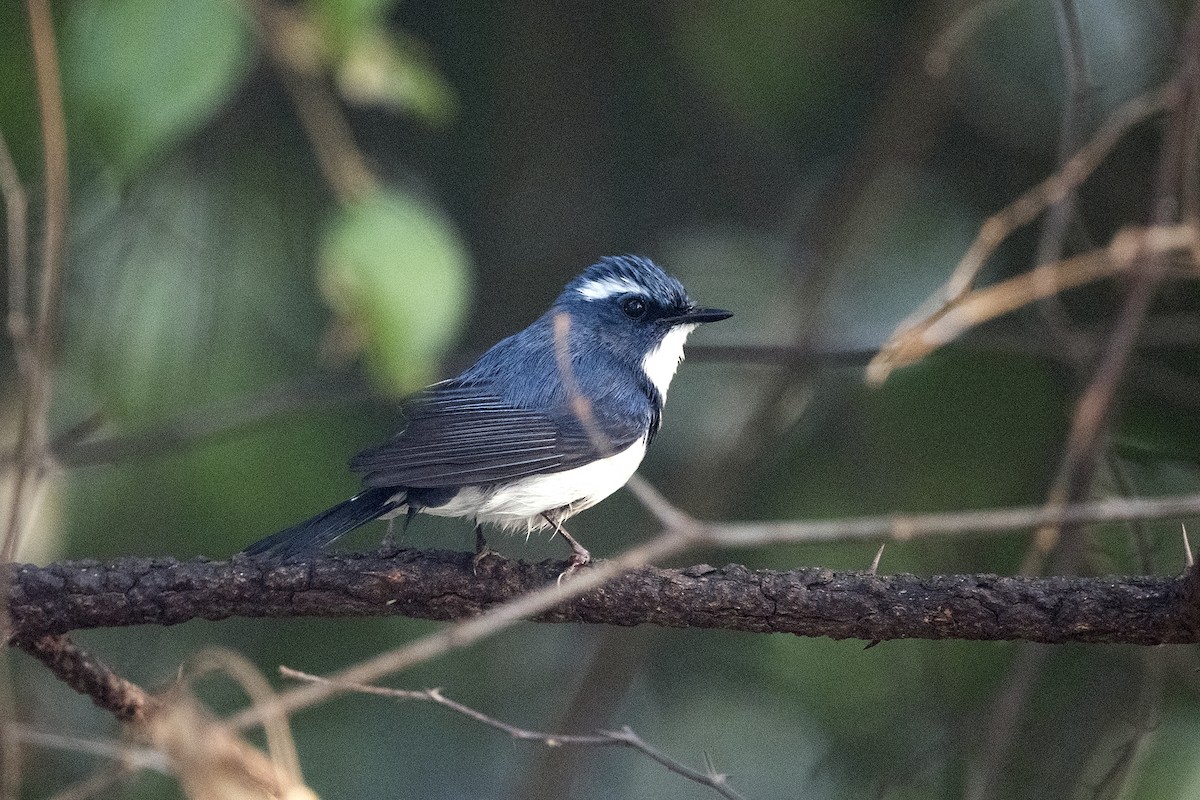 Ultramarine Flycatcher - Wachara  Sanguansombat