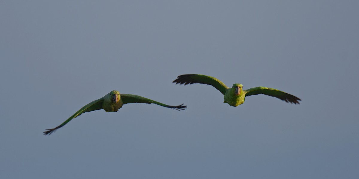 Mealy Parrot - Birding Guides -Tranquilo Bay