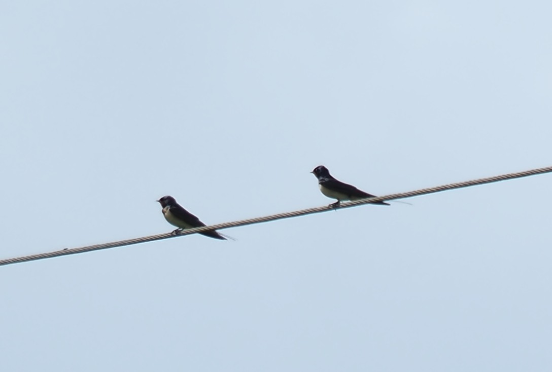 Barn Swallow - James Tatlow