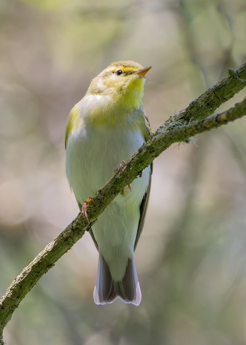 Wood Warbler - Nathaniel Dargue