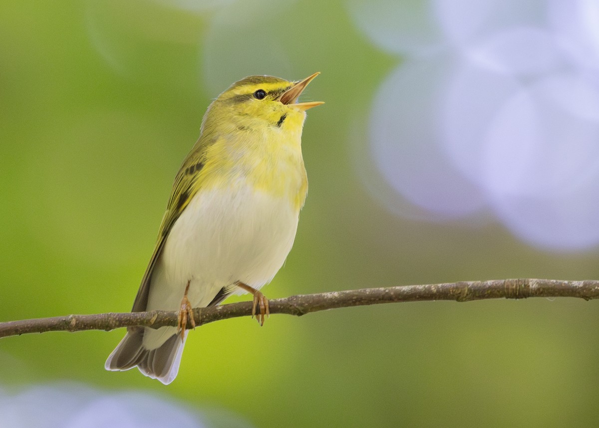 Wood Warbler - Nathaniel Dargue