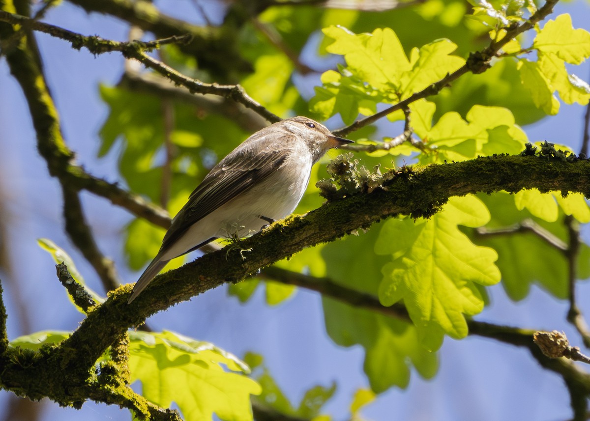 Spotted Flycatcher - Nathaniel Dargue