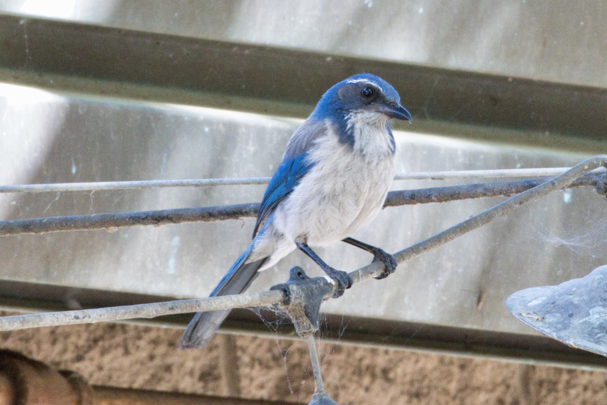 California Scrub-Jay - Anonymous