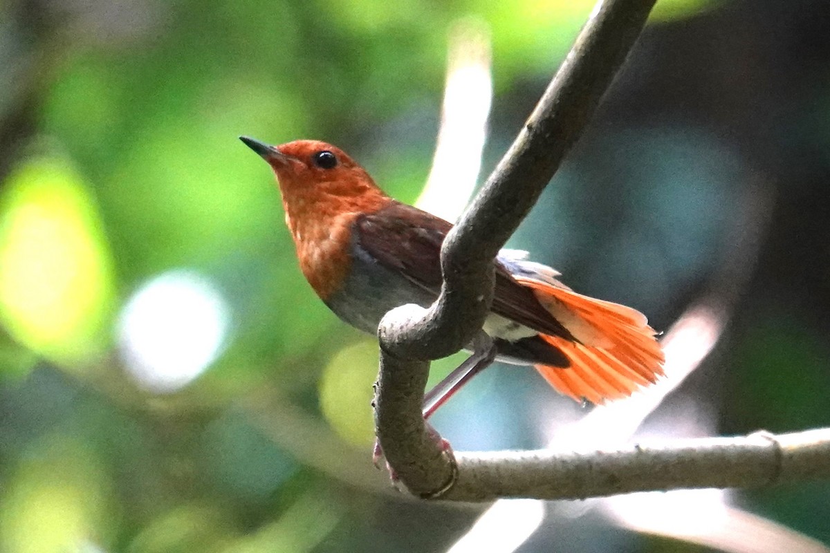 Izu Robin - Steve Kornfeld