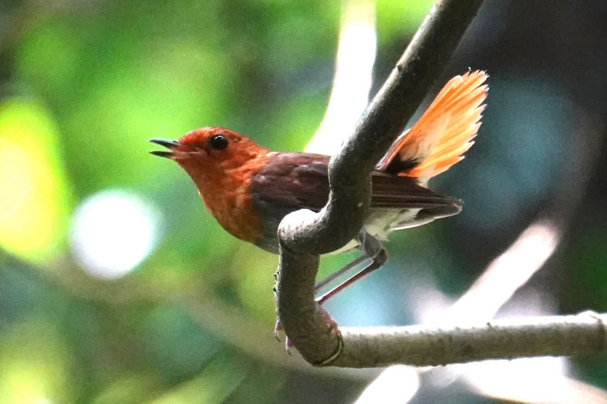 Izu Robin - Steve Kornfeld