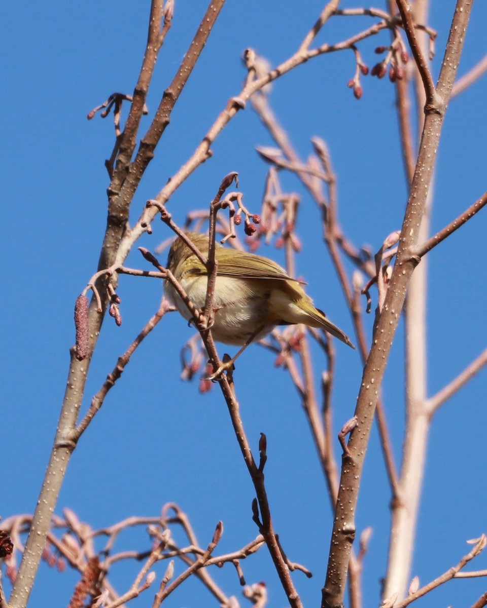 Common Chiffchaff - Natalia Drabina