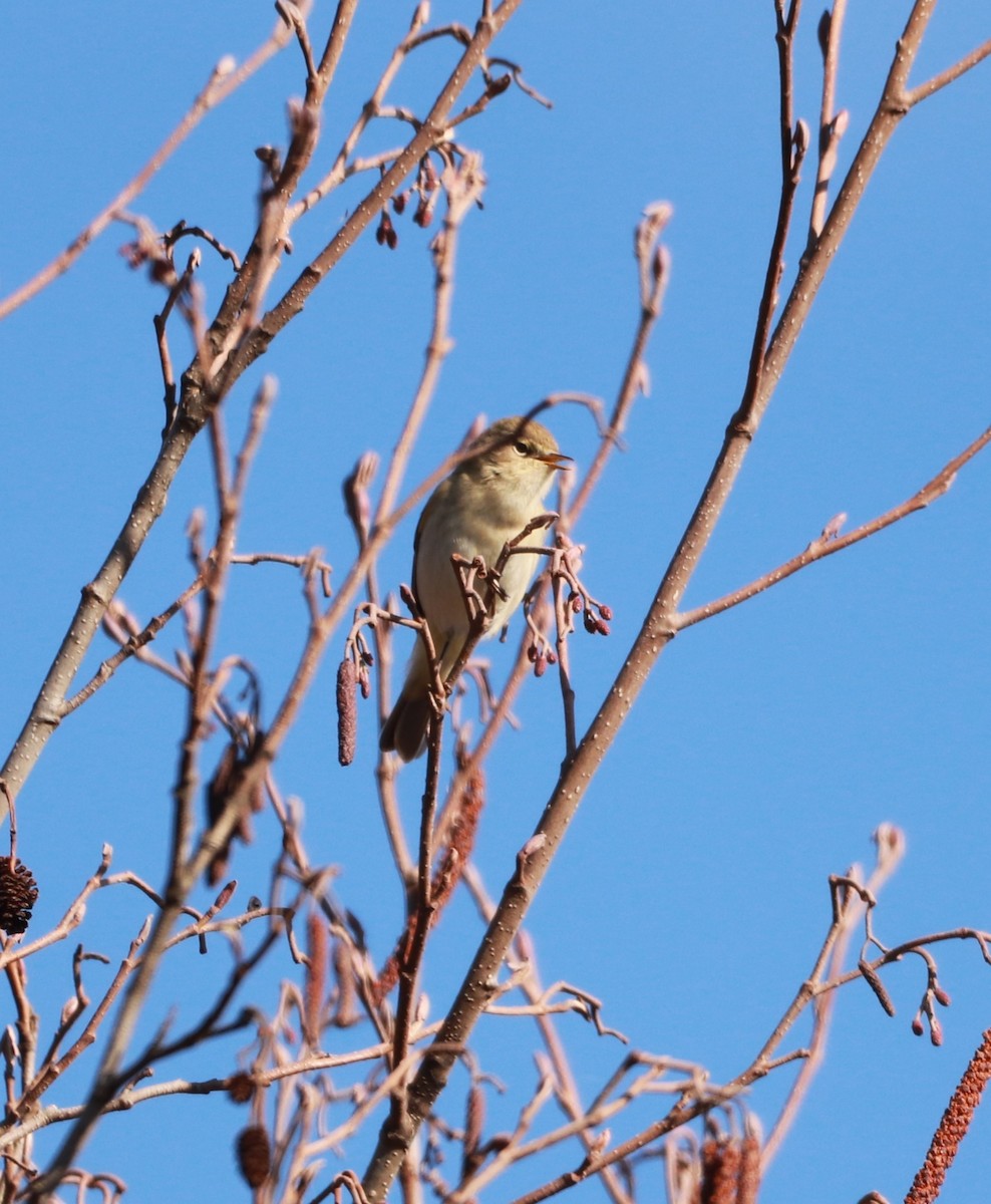 Common Chiffchaff - ML619662974