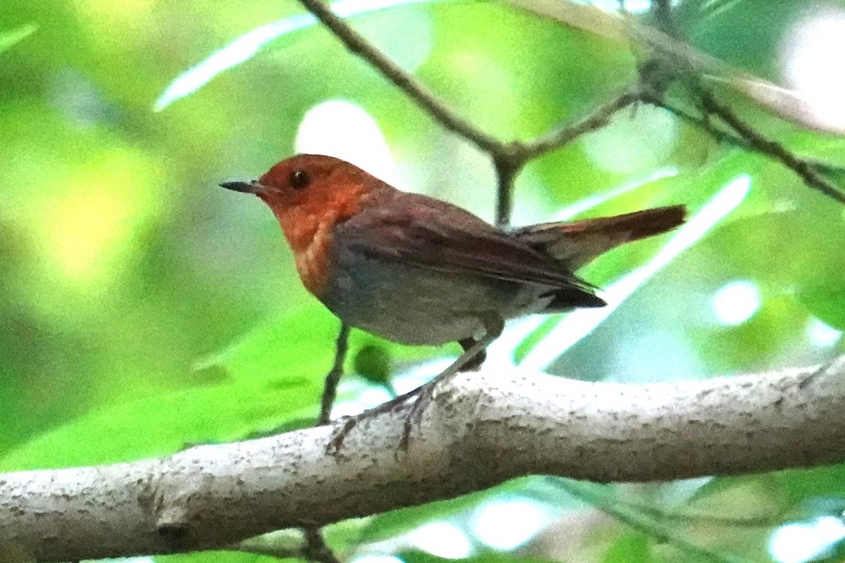 Izu Robin - Steve Kornfeld